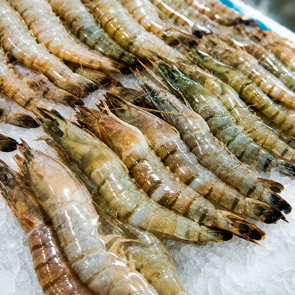 Vannamei White Shrimp