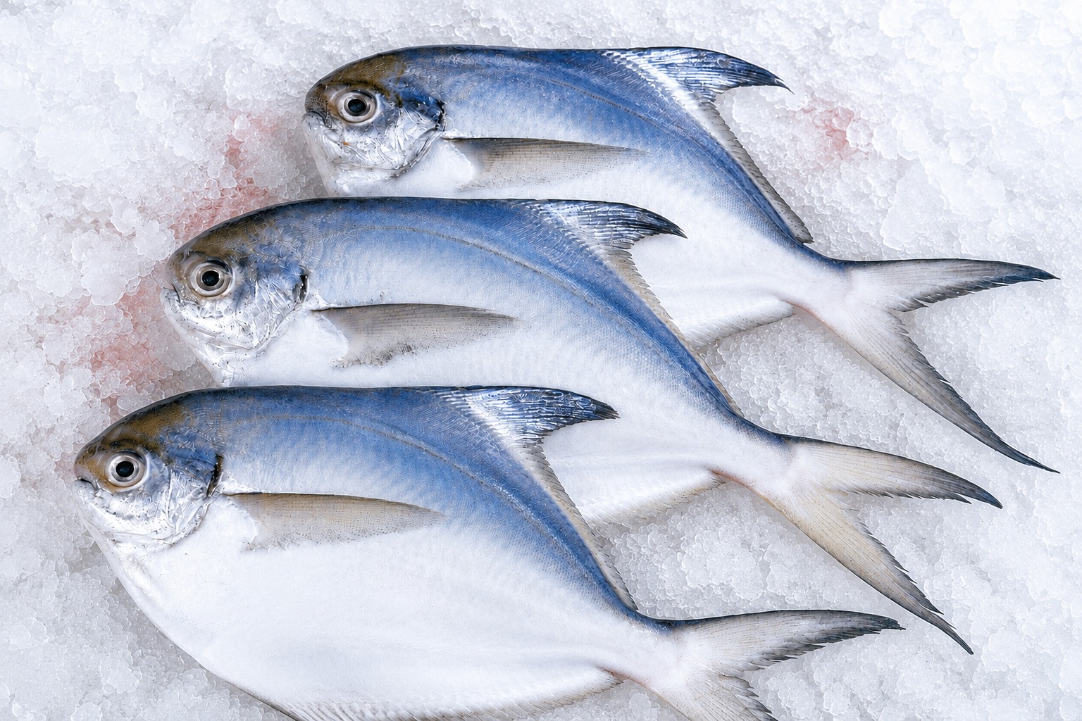 Silver Pomfret